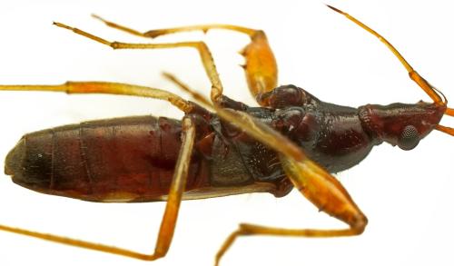Pseudopamera aurivilliana